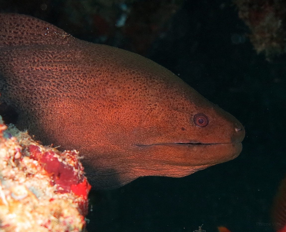 IMG_1313rf_Maldives_Madoogali_Plongee 14_Donagali caves_Murene javanaise_Gymnothorax javanicus.jpg